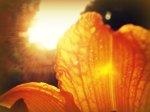 Zon