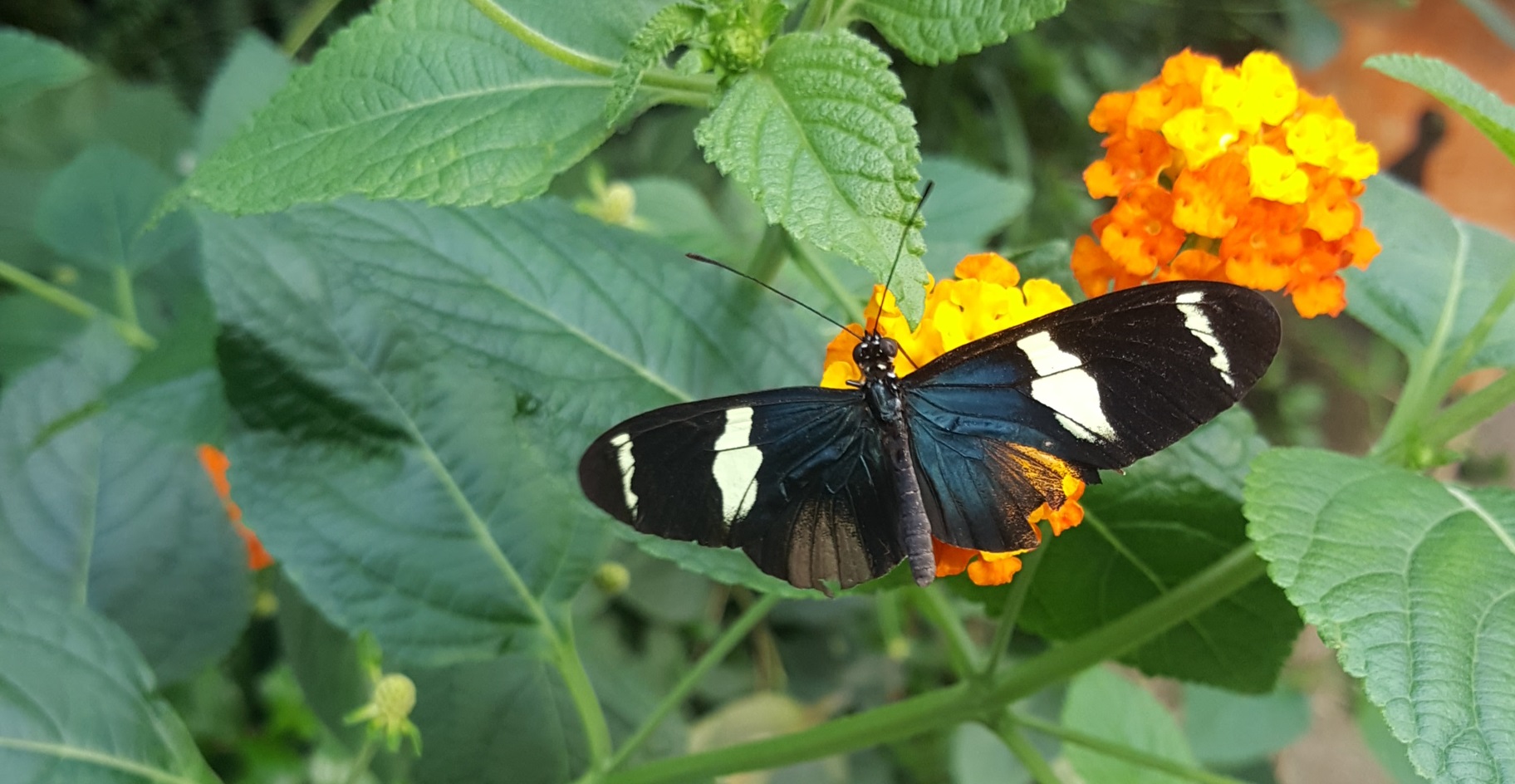 Vlinder
